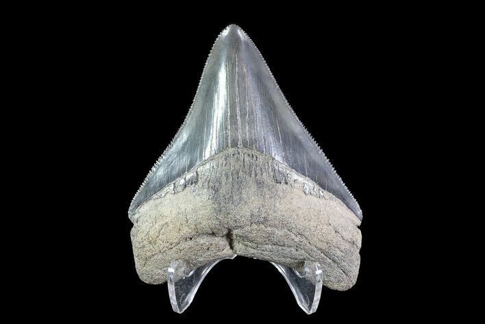 Serrated, Megalodon Tooth - Georgia #72824